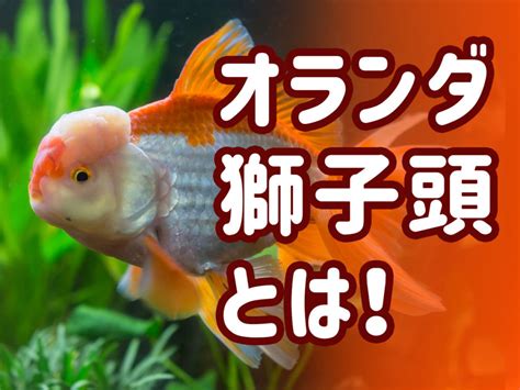 獅子頭金魚|オランダ獅子頭とは・飼育に必要な物、品種、大きく。